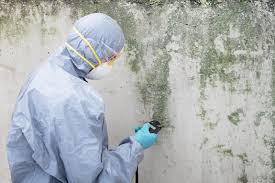 Why You Should Choose Our Mold Remediation Services in Durham, CA